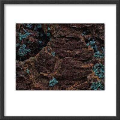 Bark abstract #5
