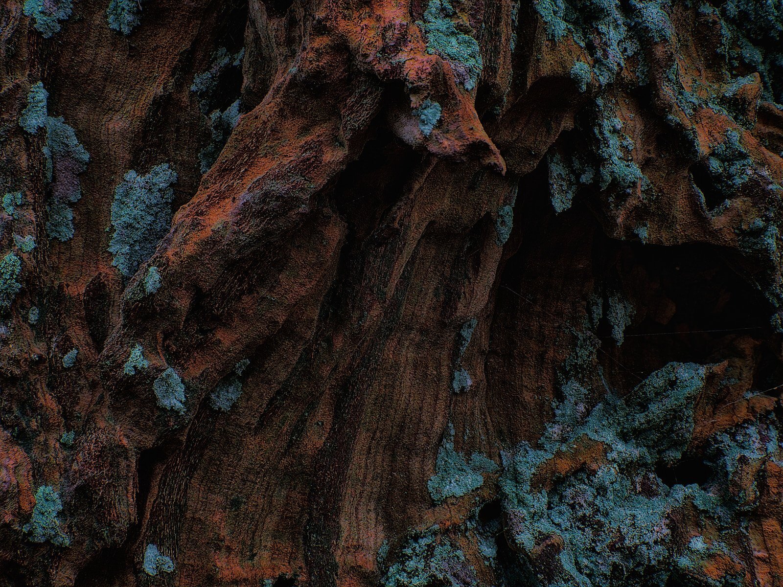 Bark abstract #6