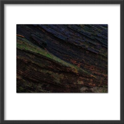 Bark abstract #4