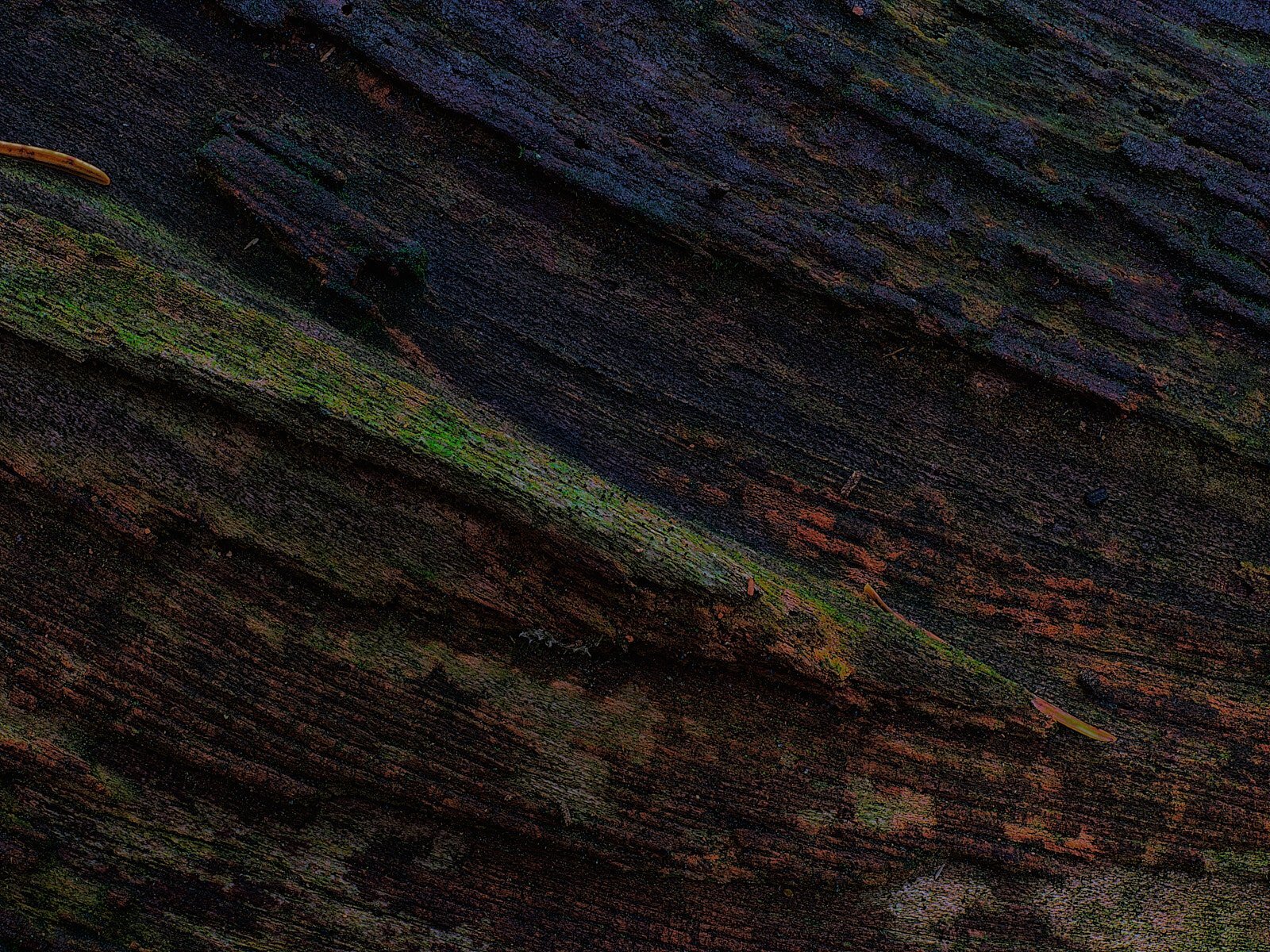 Bark abstract #4