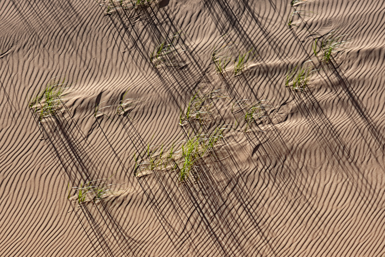Sand and grasses