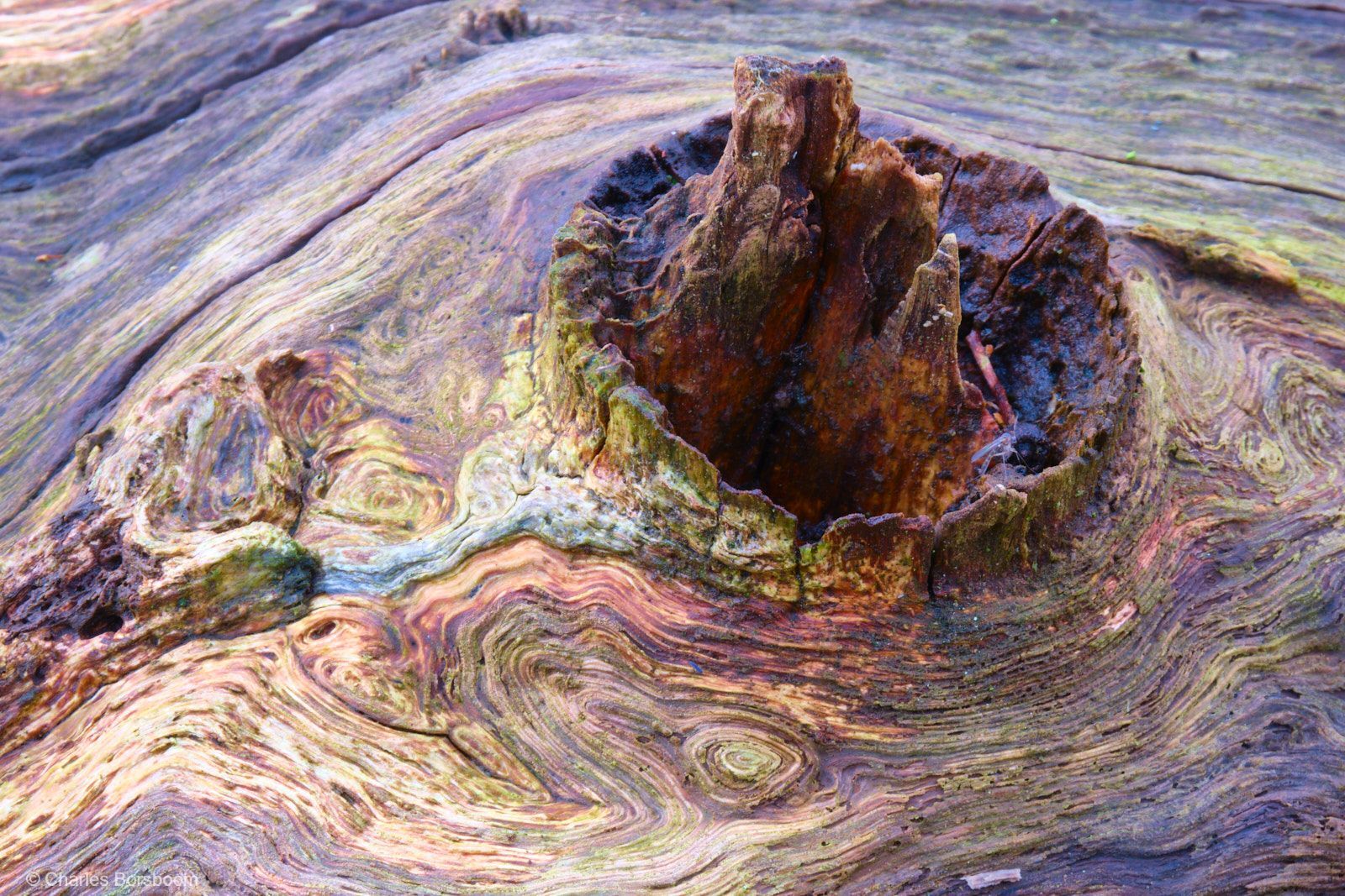 Abstracte natuurfotografie (1 juni 2024)