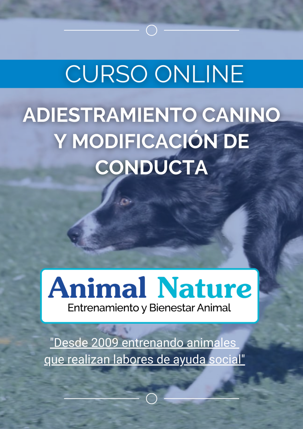 Curso de adiestramiento canino y modificación de conducta