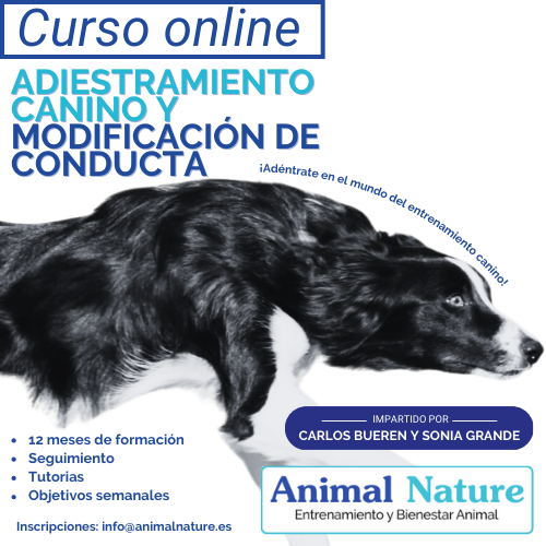 Curso de adiestramiento canino y modificación de conducta