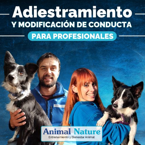 Curso de adiestramiento canino para profesionales.