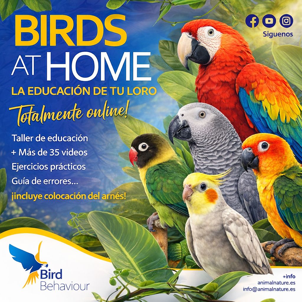 Birds at home - El curso y la comunidad para educar a tu loro y resolver problemas de conducta