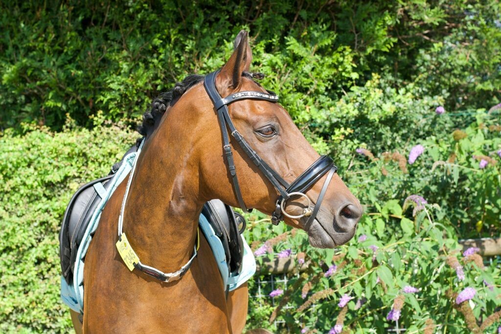 Kalino-Designer-Halsriemen für Reitkennzeichen aus Gurtband ohne Bestickung mit Softshell-Stoff gepolstert  ab