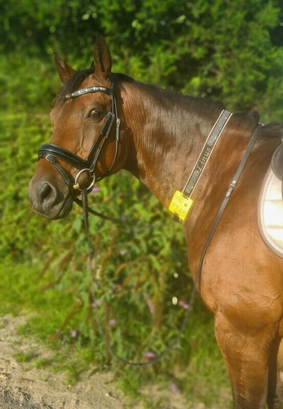 Kalino-Designer-Halsriemen für Reitkennzeichen komplett aus Leder 1-seitig bestickt ab