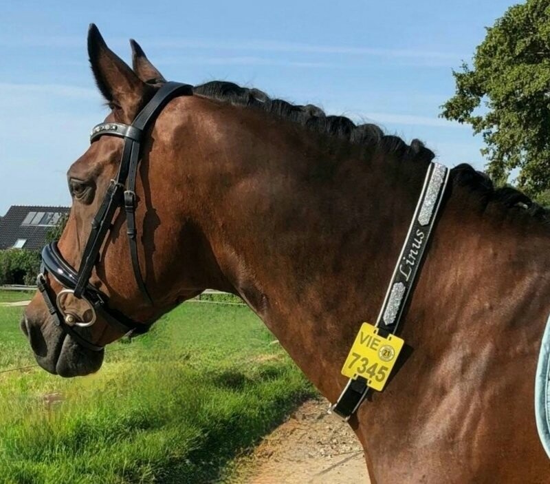 Kalino-Designer-Halsriemen aus Leder für Reitkennzeichen 1-seitig bestickt  mit Kunstleder gepolstert ab