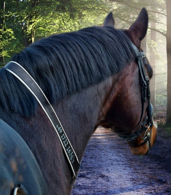Kalino-Halsriemen für Reitkennzeichen komplett aus Leder 2-seitig bestickt ab