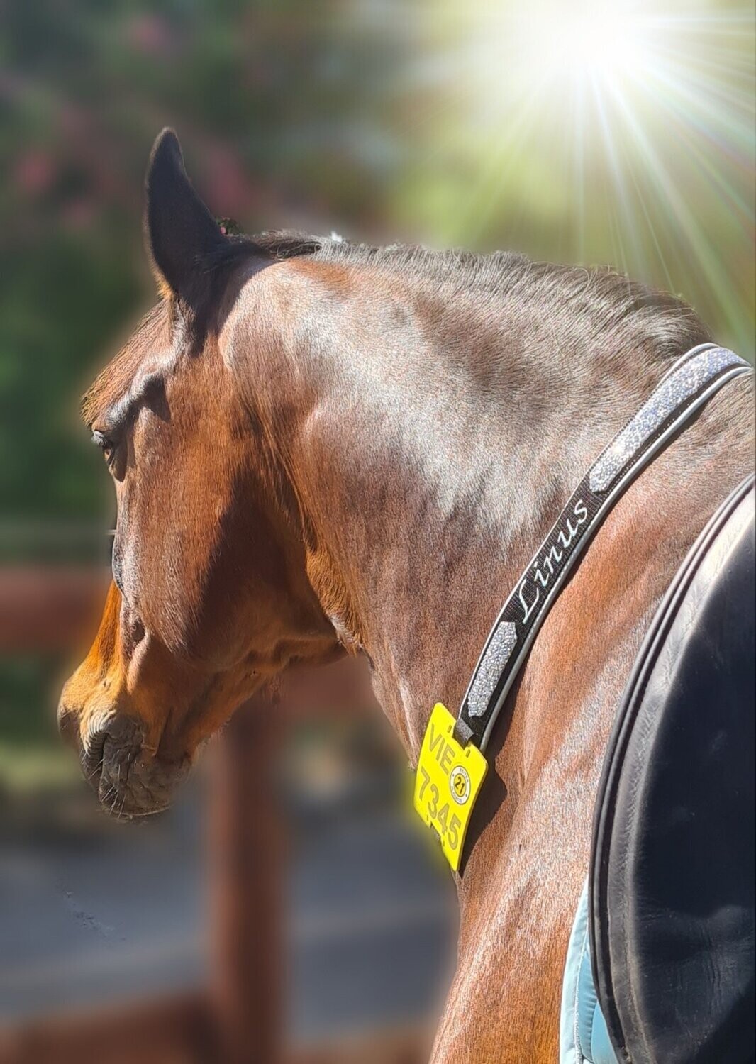 Kalino-Designer-Halsriemen für Reitkennzeichen aus Gurtband 1-seitig bestickt mit Softshell-Stoff gepolstert ab