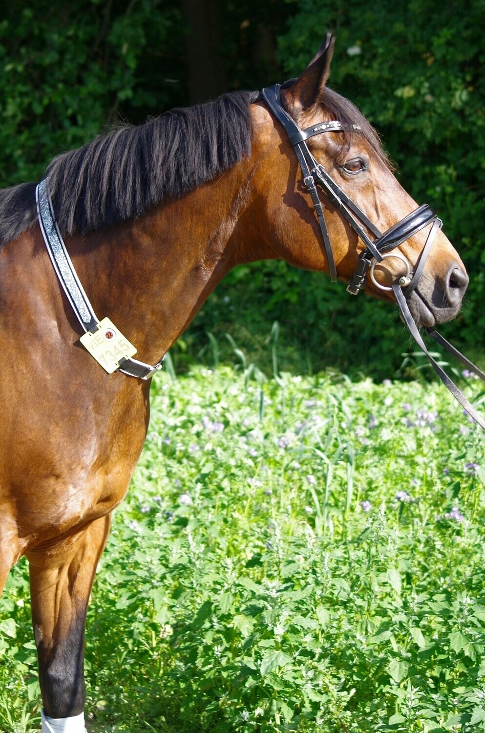 Kalino-Designer-Halsriemen für Reitkennzeichen aus Leder ohne Bestickung mit Kunstleder gepolstert ab