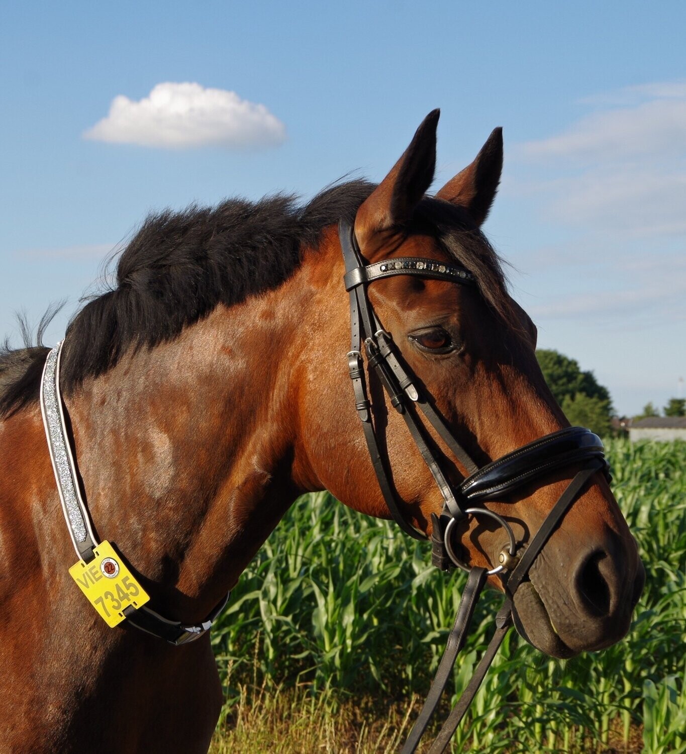 Kalino-Designer-Halsriemen für Reitkennzeichen komplett aus Leder ohne Bestickung ab