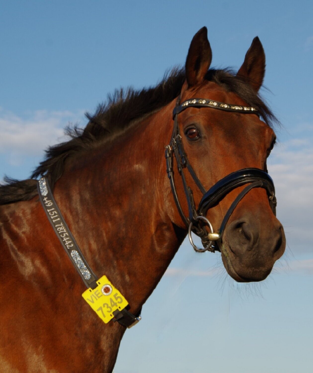 Kalino-Designer-Halsriemen für Reitkennzeichen komplett aus Leder 2-seitig bestickt ab