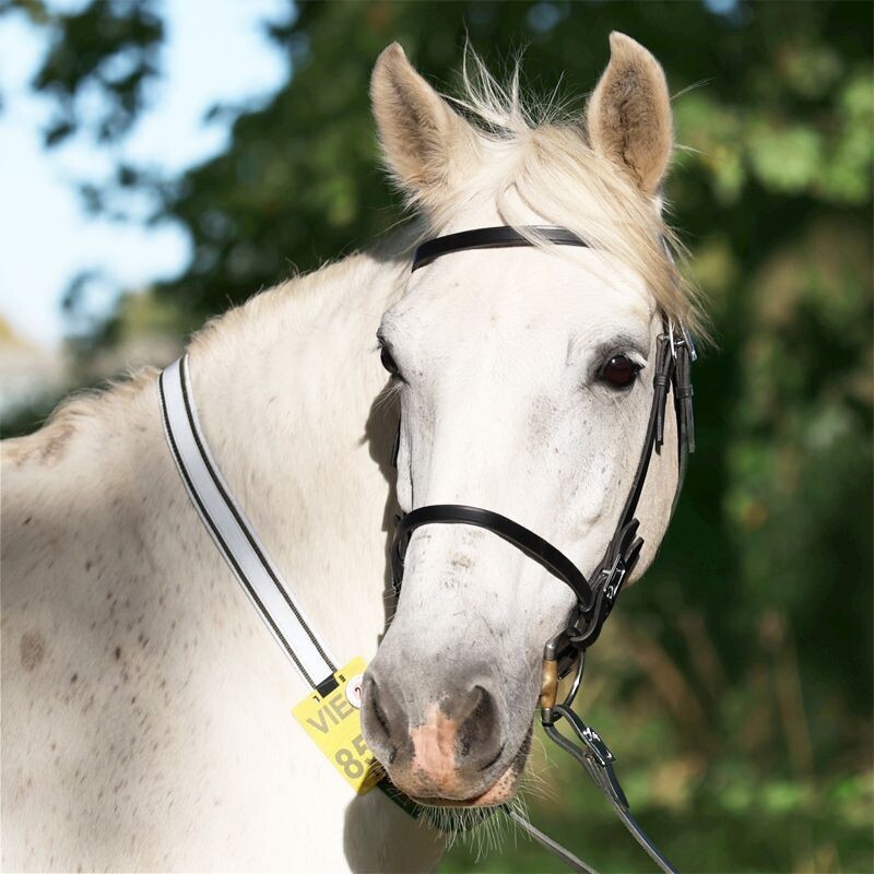Halsriemen für Reitkennzeichen aus Gurtband ohne Bestickung mit reflektierenden Softshell-Stoff gepolstert plus Reflektorband