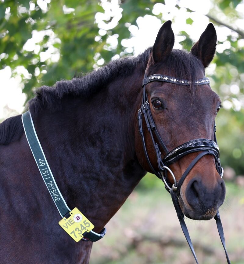Halsriemen für Reitkennzeichen aus Gurtband 2-seitig bestickt  mit Softshell-Stoff gepolstert ab