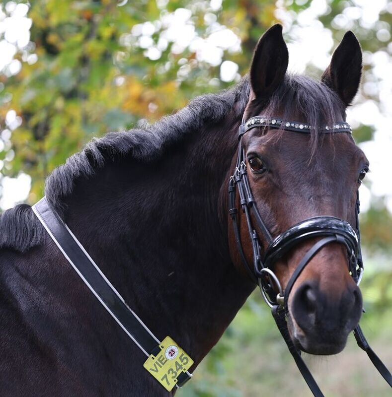 Kalino-Halsriemen für Reitkennzeichen komplett aus Leder ohne Bestickung ab