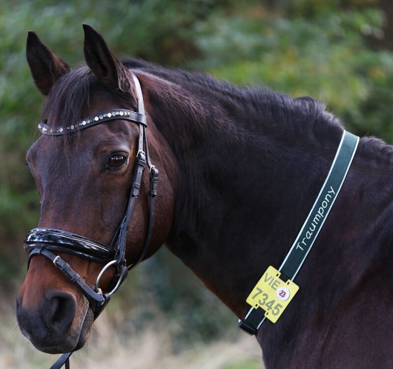 Halsriemen für Reitkennzeichen aus Gurtband 1-seitig bestickt mit Softshell-Stoff gepolstert  ab