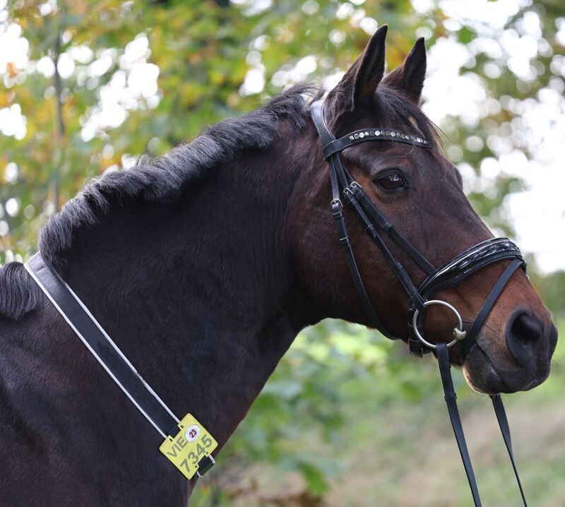 Kalino-Halsriemen  für Reitkennzeichen aus Leder ohne Bestickung mit Kunstleder gepolstert ab