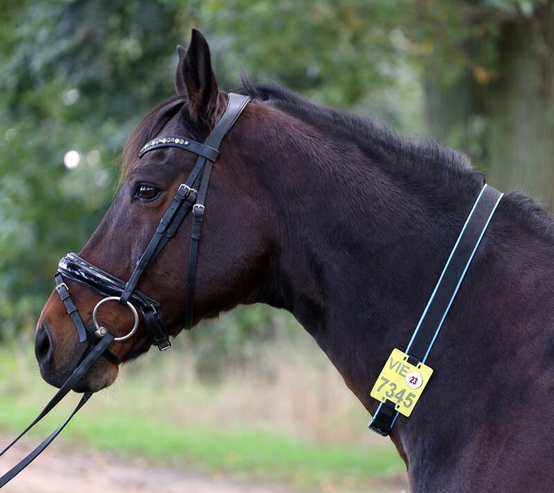 Kalino-Halsriemen für Reitkennzeichen aus Gurtband ohne Bestickung mit Softshell-Stoff gepolstert  ab