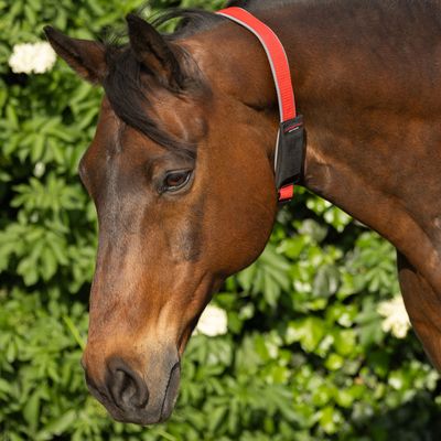 Kalino-Halsriemen mit Tasche für GPS-Tracker max. 7,2x2,9x1,7cm, Tractiv DOG 4/6