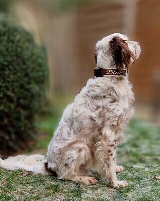 Hunde
