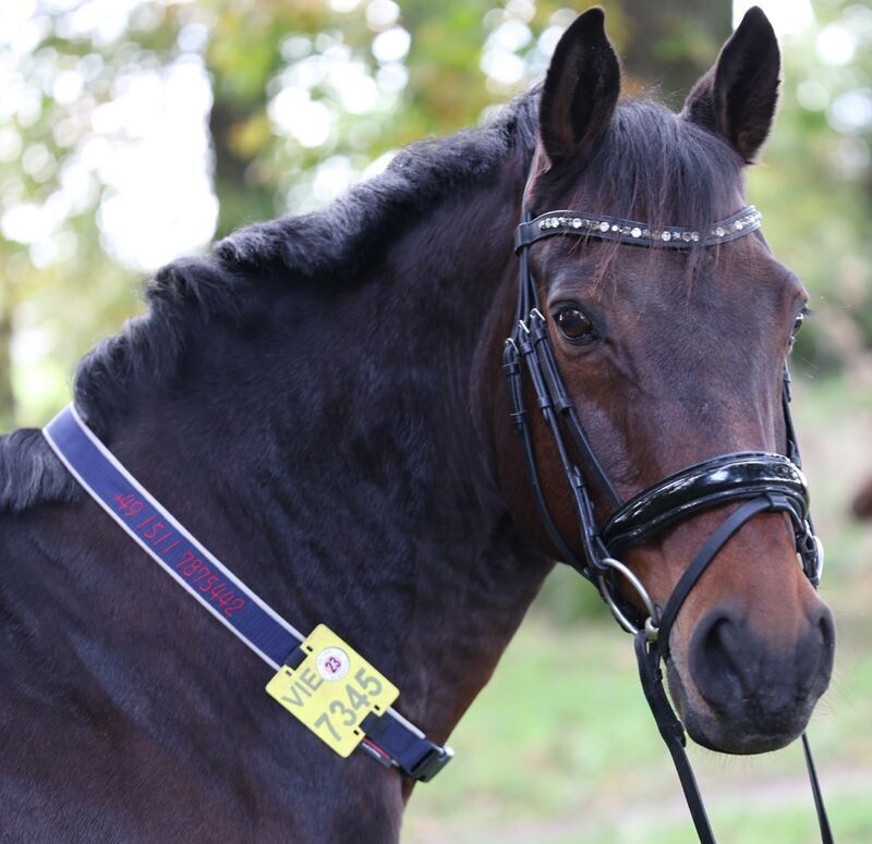 Halsriemen für Reitkennzeichen aus Gurtband 2-seitig bestickt mit Kunstleder gepolstert ab Halsriemen für Reitkennzeichen aus Gurtband 2-seitig bestickt mit Kunstleder gepolstert ab
