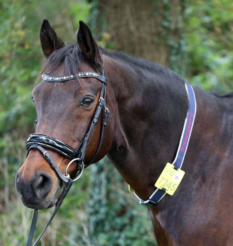 Halsriemen für Reitkennzeichen aus Gurtband 1-seitig bestickt mit Kunstleder gepolstert ab Halsriemen für Reitkennzeichen aus Gurtband 1-seitig bestickt mit Kunstleder gepolstert ab