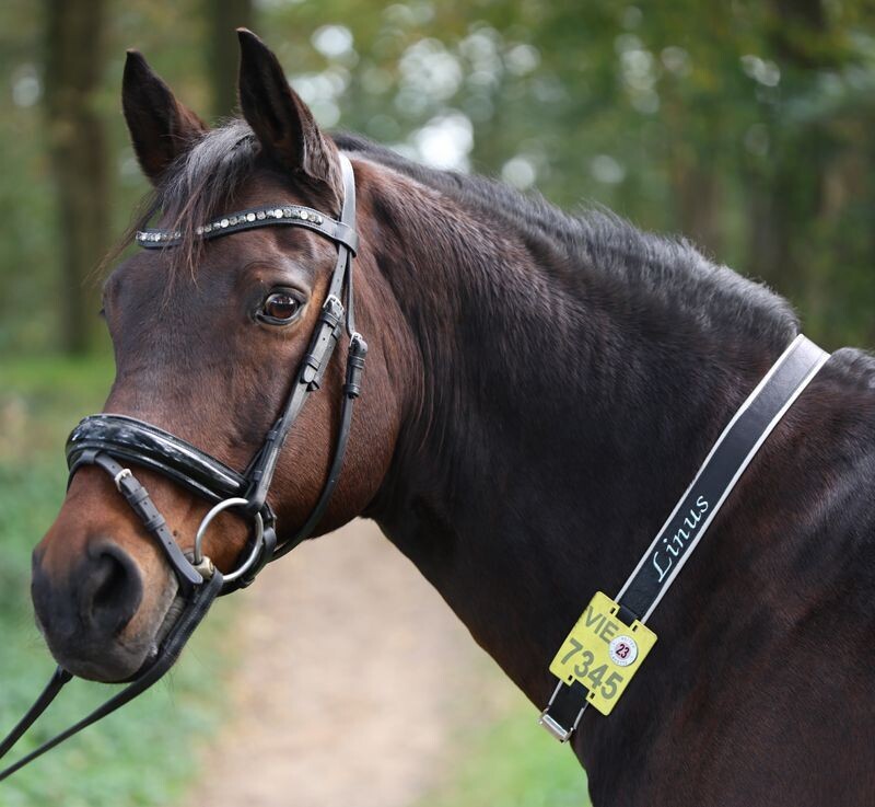 Kalino-Halsriemen aus Leder für Reitkennzeichen 1-seitig bestickt  mit Kunstleder gepolstert ab