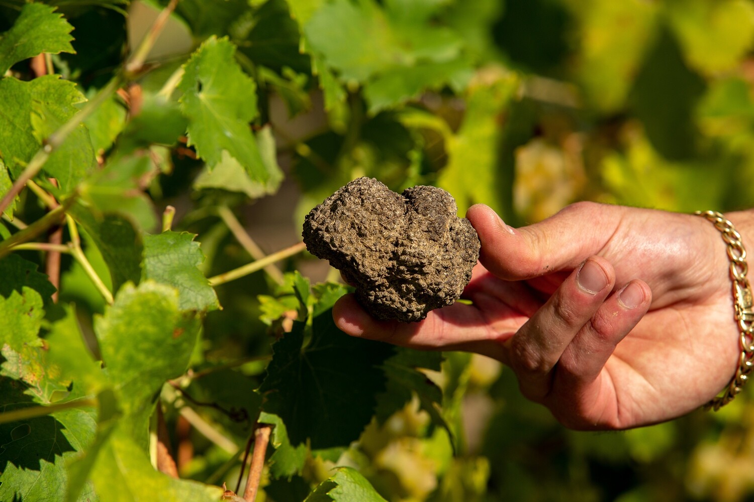 Tartufo nero estivo (tuber aestivum) 50 grammi