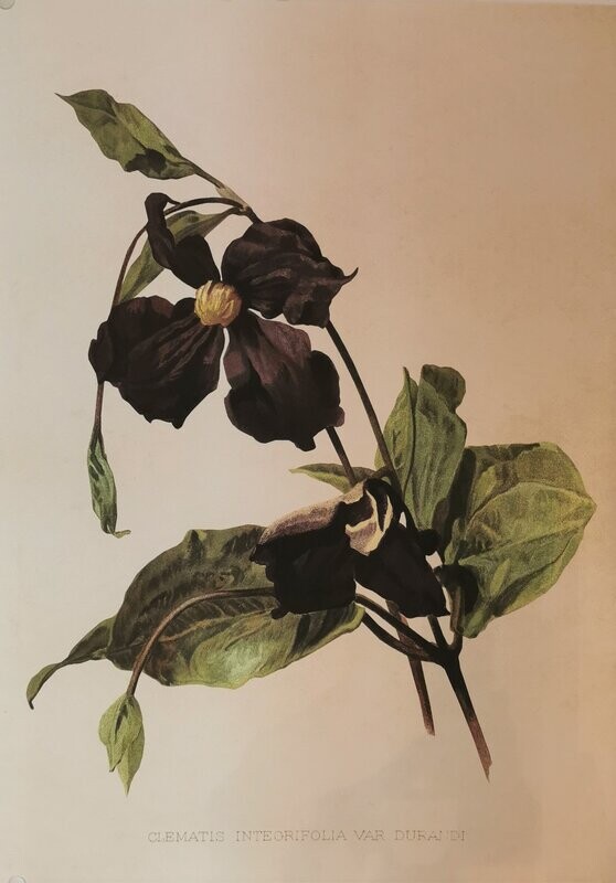 Poster vintage Poster vintage "Clematis", Malereidruck auf Papier