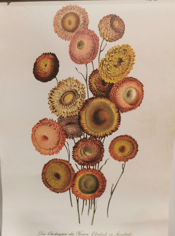 Poster vintage Poster vintage " Strohblume", Malereidruck auf Papier; 30x35cm