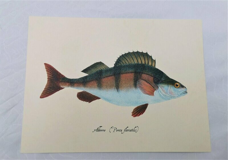 Bildkarte Flussbarsch, H18cm B24cm, Karton (keine Postkarte) Bildkarte Flussbarsch, H18cm B24cm, Karton (keine Postkarte)