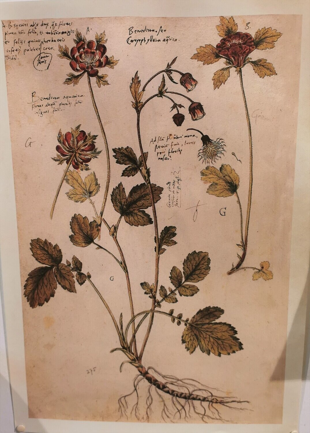 Poster vintage "Nelkengewächs II"; Malereidruck auf Papier; 35x50cm