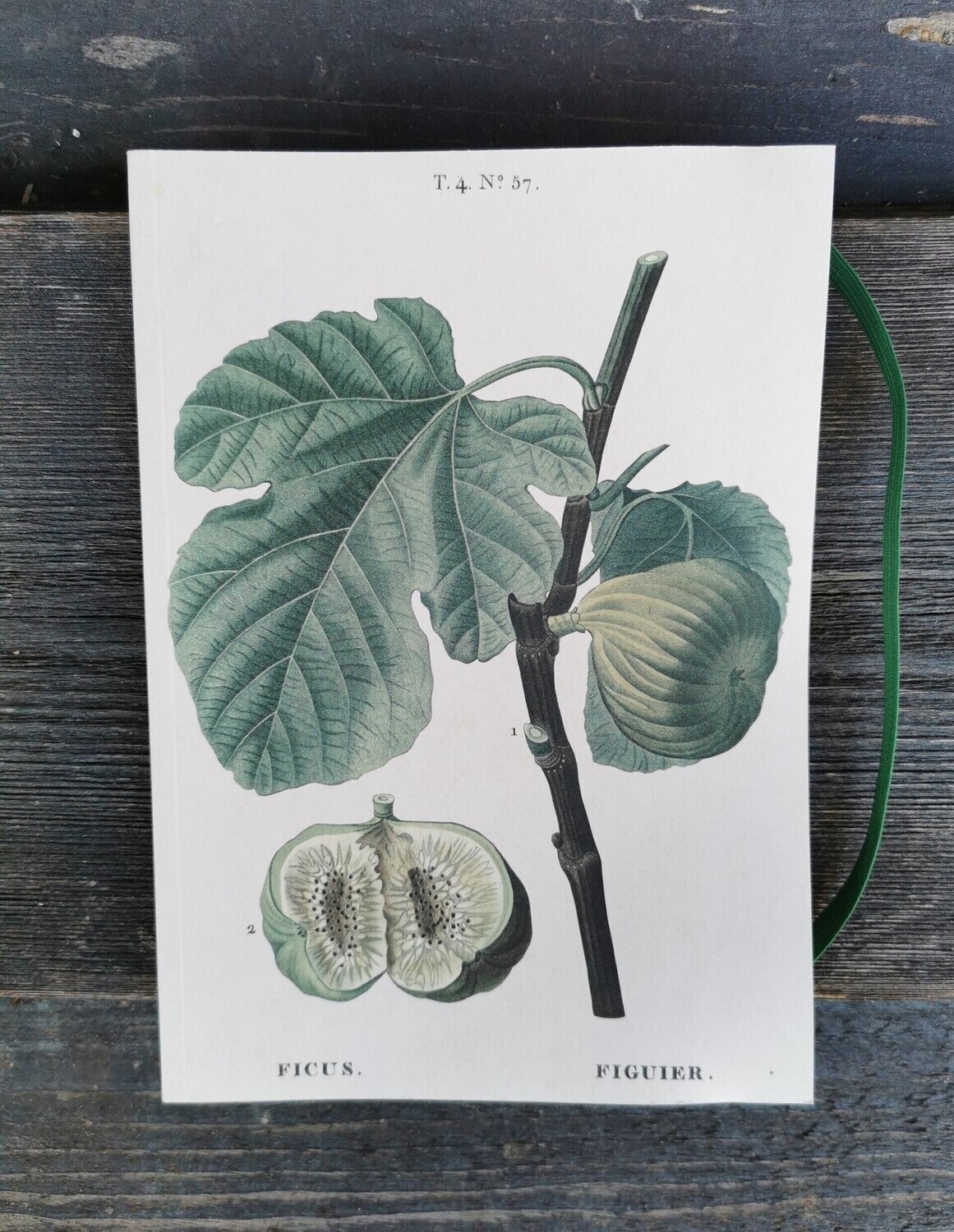 Notizbuch "Feige"; Blanco, ca 70 Blatt mit Gummiband-Einmerker; H21cm B10,5cm