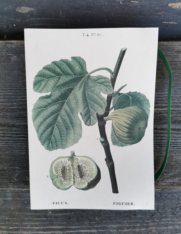 Notizbuch Notizbuch "Feige"; Blanco, ca 70 Blatt mit Gummiband-Einmerker; H21cm B10,5cm