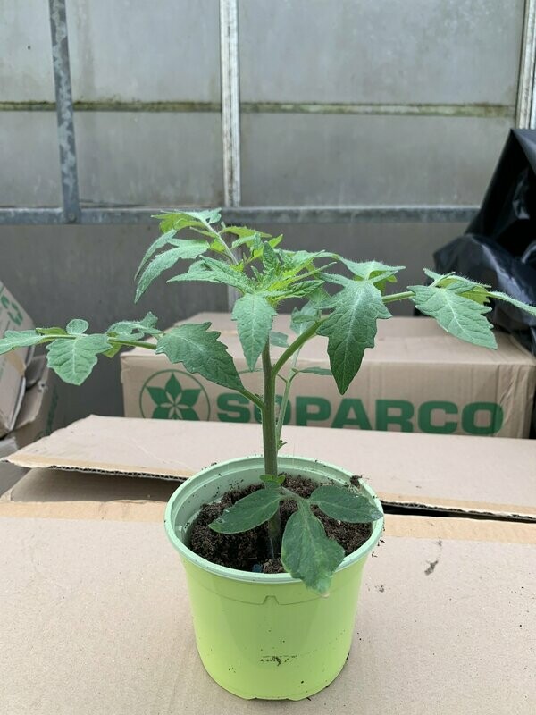Tomates Greffées Paola