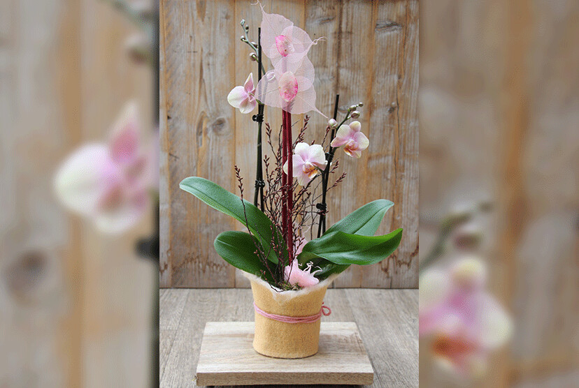 Orchideen