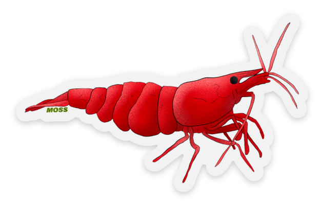 Cherry Shrimp Sticker - Clear Backed