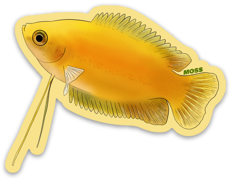 Honey Gourami Sticker