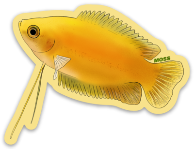 Honey Gourami Sticker