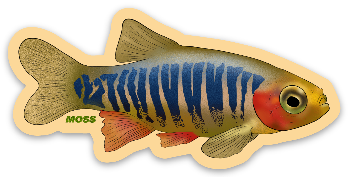 Emerald Rasbora Sticker