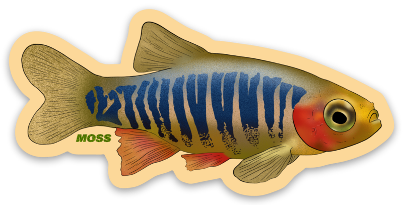 Emerald Rasbora Sticker