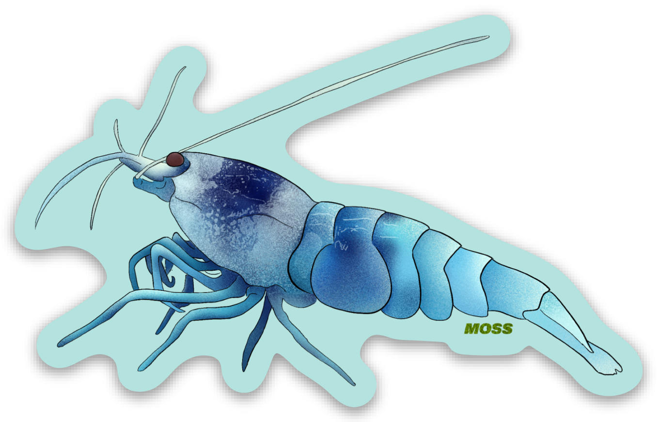 Blue Bolt Shrimp Sticker