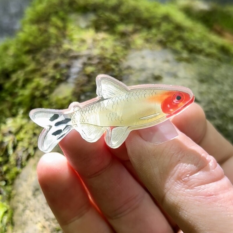 Rummynose Tetra Acrylic Pin Badge
