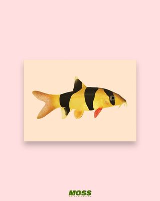 Clown Loach A6 Print