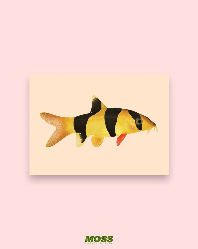 Clown Loach A6 Print