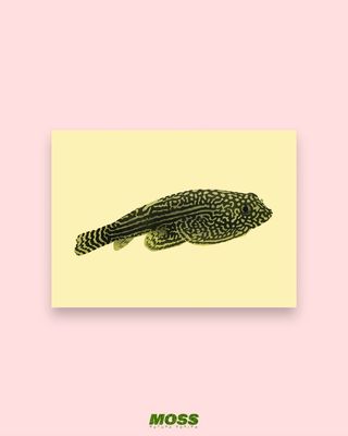 Hillstream Loach A6 Print