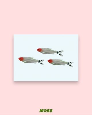 Rummy Nose Tetra A6 Print