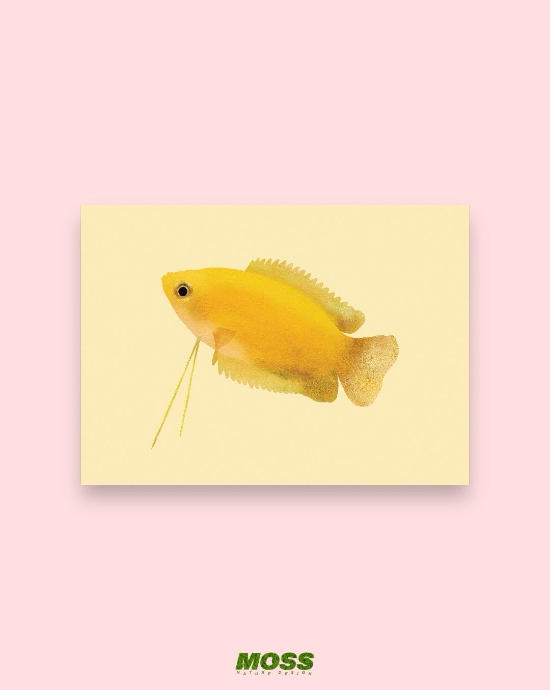 Honey Gourami A6 Print